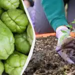 Zakaj morate na zelenjavnem vrtu vsekakor posaditi chayote: kakšna je