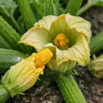 Zakaj na bučkah rastejo le votli cvetovi in kako to odpraviti v enem dnevu zakaj-na-buckah-rastejo-le-votli-cvetovi-in-kako-to.png