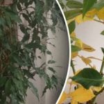 Zakaj odpadajo listi pri cvetju - 7 skritih vzrokov, ki jih ne sumijo Zakaj odpadajo listi pri cvetju - 7 skritih vzrokov, ki