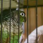 Zakaj papiga kriči, kot da jo režejo, čeprav je skleda polna: navodila za dešifriranje ptičjega škandala zakaj-papiga-krici-kot-da-jo-rezejo-ceprav-je-skleda.jpg