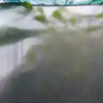 Zakaj paprike v rastlinjaku cvetijo, vendar ne rodijo plodov zakaj-paprike-v-rastlinjaku-cvetijo-vendar-ne-rodijo-plodov.png