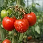 zakaj-paradiznik-cveti-v-prazno-in-kako-doseci-da-bo.png