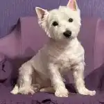 Zakaj psi mahajo z repom: kako razumeti prave namene hišnega ljubljenčka zakaj-psi-mahajo-z-repom-kako-razumeti-prave-namene-hisnega.jpg