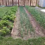 Zakaj razporediti lovorjev list po posteljah: nepričakovan pobeg pred mravljami zakaj-razporediti-lovorjev-list-po-posteljah-nepricakovan-pobeg-pred-mravljami.jpg