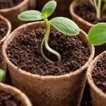 Zakaj sadike kumar marca propadejo in kako rešiti tanka stebla zakaj-sadike-kumar-marca-propadejo-in-kako-resiti-tanka-stebla.png