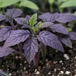 Zakaj sadike paradižnika nenadoma postanejo vijoličaste zakaj-sadike-paradiznika-nenadoma-postanejo-vijolicaste.png