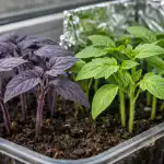 Zakaj sadike paradižnika postanejo vijoličaste in kako to odpraviti čez noč zakaj-sadike-paradiznika-postanejo-vijolicaste-in-kako-to-odpraviti-cez.png