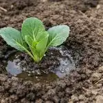 zakaj-sadike-zelja-takoj-po-sajenju-v-zemljo-usahnejo.png