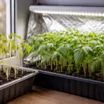 Zakaj se sadike paradižnika na spomladanski okenski polici raztegnejo in zbledijo zakaj-se-sadike-paradiznika-na-spomladanski-okenski-polici-raztegnejo-in.png