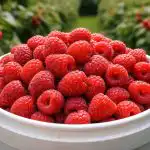 Zakaj še vedno nabiraš majhne maline namesto veder velikih jagod? zakaj-se-vedno-nabiras-majhne-maline-namesto-veder-velikih-jagod.png