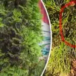 Zakaj tuji nenadoma počrnijo: kako rešiti drevesa po zimi Zakaj tuji nenadoma počrnijo: kako rešiti drevesa po zimi