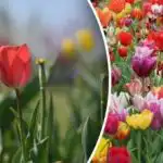 Zakaj tulipani rastejo, a ne cvetijo: kaj morate storiti marca