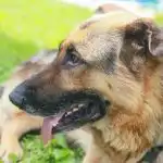 Zakaj vaš pes žre travo in še več: razkritje najbolj neokusne pasje skrivnosti doslej zakaj-vas-pes-zre-travo-in-se-vec-razkritje-najbolj.jpg