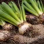 Zakaj vaše hijacinte namesto bujnih cvetov oddajajo le liste zakaj-vase-hijacinte-namesto-bujnih-cvetov-oddajajo-le-liste.png