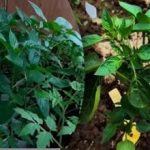 Zakaj zgodnja setev paprike zmanjša pridelek: razlaga agronomov Zakaj zgodnja setev paprike zmanjša pridelek: razlaga agronomov