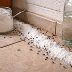 Zaradi sode in kisa bodo mravlje to pomlad za vedno pozabile na pot v vaš dom zaradi-sode-in-kisa-bodo-mravlje-to-pomlad-za-vedno.png