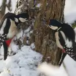 Že samo opazovanje ptic lahko upočasni staranje možganov - znanstveniki Že samo opazovanje ptic lahko upočasni staranje možganov - znanstveniki