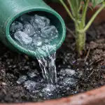 Zvijačna past z zalivalko bo čez noč uničila vaše jajčevce zvijacna-past-z-zalivalko-bo-cez-noc-unicila-vase-jajcevce.png