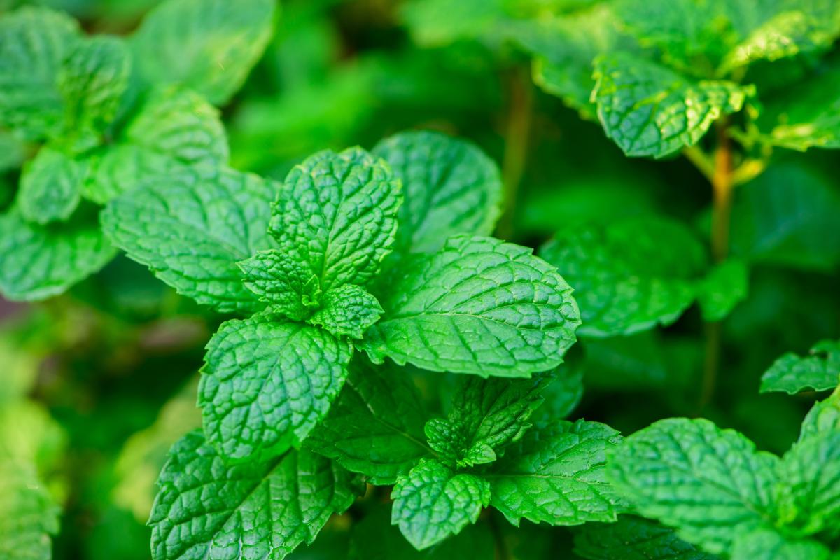 Katerih rastlin ne smete saditi na dvorišču