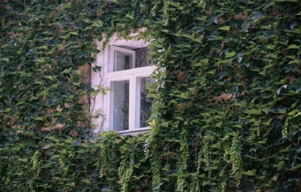 Katerih rastlin ne smete saditi na dvorišču