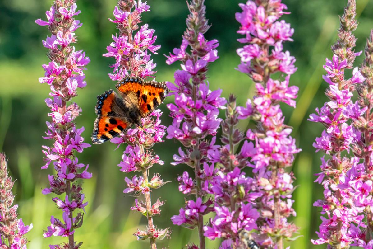 Katerih rastlin ne smete saditi na dvorišču