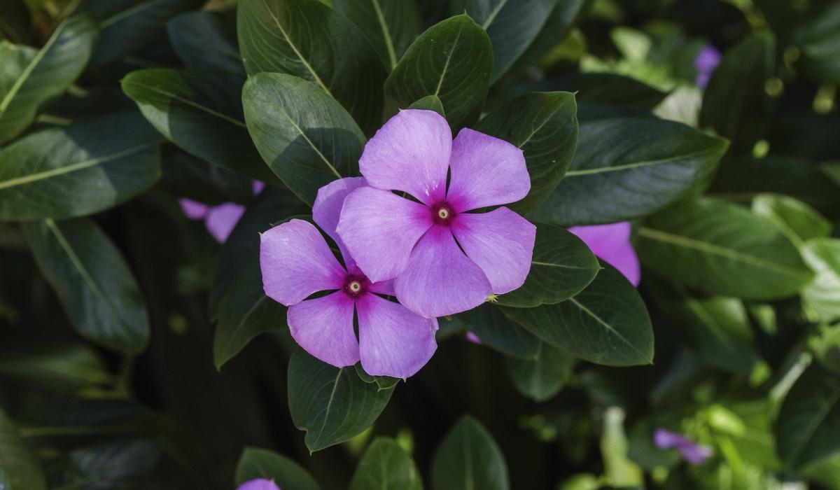 Katerih rastlin ne smete saditi na dvorišču