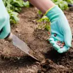 April in maj na zelenjavnem vrtu: 12 poljščin, ki jih