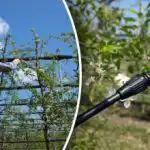 Bolezni in škodljivci nimajo možnosti - kdaj in kako zdraviti