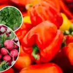 Brez škodljivcev in plevela - kaj posaditi poleg paprike