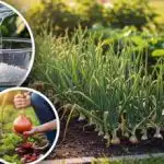 Čebula v velikosti pesti: stare "dedkove" metode za dobro letino