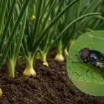 Čebulna muha se ne približa niti na meter od nasada: