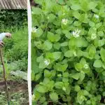 "Dedkova" metoda boja proti mochitsu med posteljami: ne bo ostal