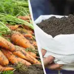 En dodatek in vaše korenje bo enako dobro kot v