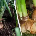 Ena napaka - in čebula bo gnila: kdaj in kako