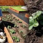 Enkratno zalivanje - zaščita jagod pred škodljivci in koreninsko gnilobo.