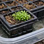 glavna-napaka-pri-gojenju-lobelije-v-kasetah-in-kako-resiti.png