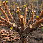 glavna-skrivnost-izjemnega-pridelka-je-zgodnje-spomladansko-obrezovanje-grozdja.png