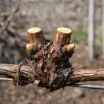 Glavne razlike med spomladanskim in jesenskim pristopom glavne-razlike-med-spomladanskim-in-jesenskim-pristopom.png