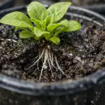 Glavni razlog za odmiranje sadik petundije spomladi je v eni podrobnosti. glavni-razlog-za-odmiranje-sadik-petundije-spomladi-je-v-eni.png