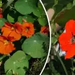 Glavni sovražnik polžev: vrtna roža brez škodljivcev