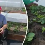 Gnojenje jagod spomladi: napaka, ki zmanjšuje pridelek Gnojenje jagod spomladi: napaka, ki zmanjšuje pridelek