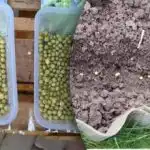 Grah morda ne bo vzklil - to je napaka, ki