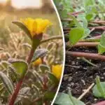 Grožnja pridelku ali koristno zelišče: kako se spopasti s portulako