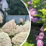 Hortenzije bodo bogato cvetele vse poletje: kaj morate storiti spomladi