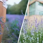 Iz smetnjaka na vrt: tri gnojila, zaradi katerih bo sivka