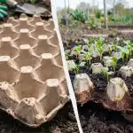 Izkušene gospodinje že dolgo uporabljajo te nasvete: kako je pladenj za jajca priročen na zelenjavnem vrtu. Izkušene gospodinje že dolgo uporabljajo te nasvete: kako je pladenj