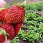 Jagode bodo obrodile obilen pridelek: s čim hraniti, da bodo