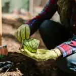 Kaj posaditi aprila v zemljo, rastlinjak in sadike: seznam, ki