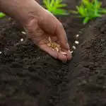 Kaj saditi aprila: 5 najbolj odpornih vrtnin za spremenljivo podnebje