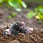 Kaj vlijemo v krtino: to zdravilo je v vsaki kuhinji